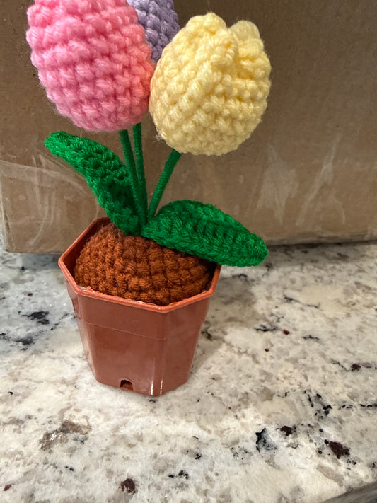 Flower - Flower in Plastic Pot