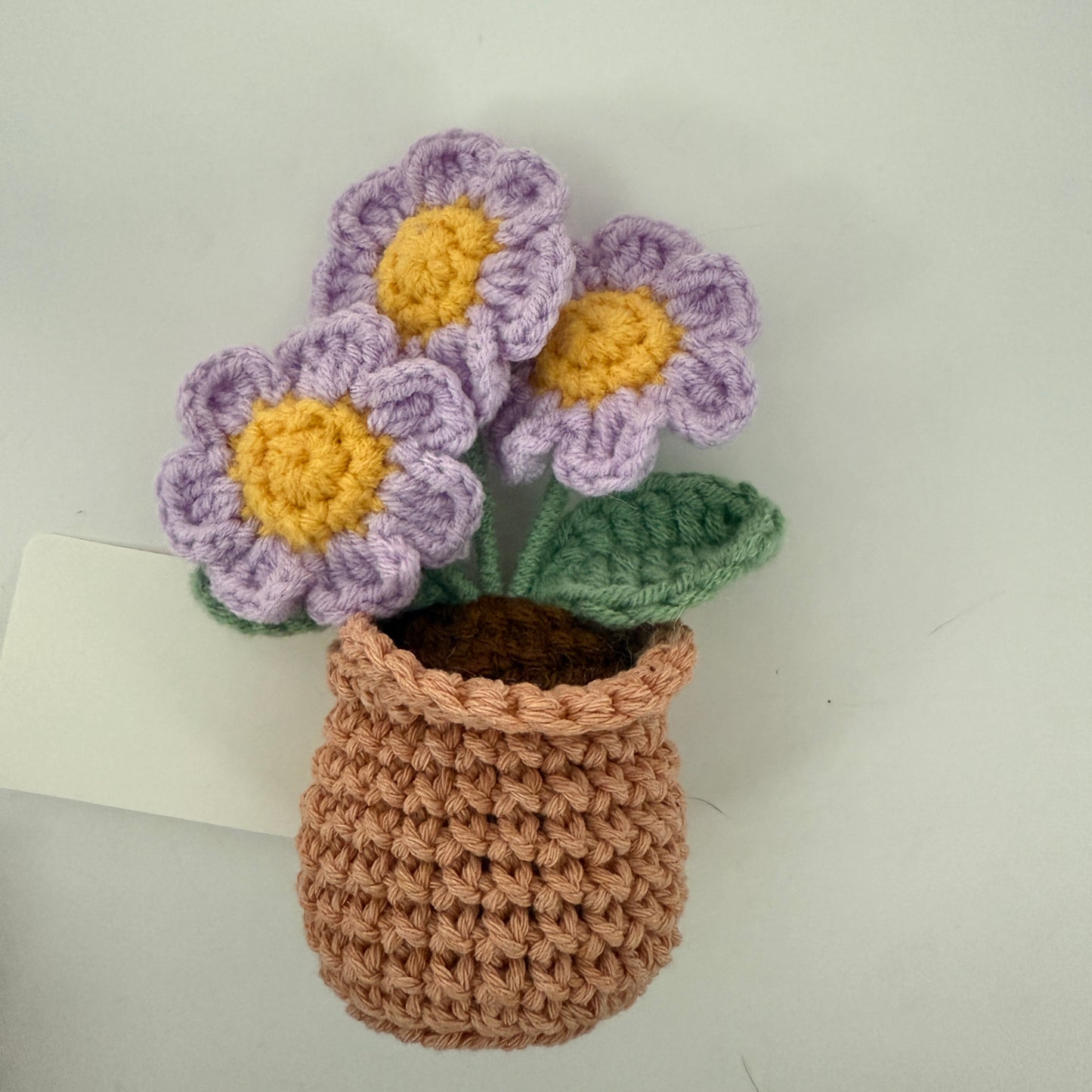 Flower - Flower in Pot